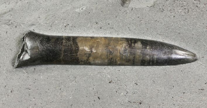 Jurassic Belemnite (Youngibelus) - Posidonia Shale #63292